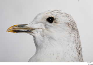 Common gull Larus Canus head 0004.jpg